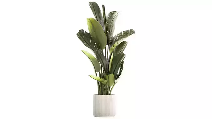 Beautiful Strelitzia and Ravenala plant in a flower pot 1328