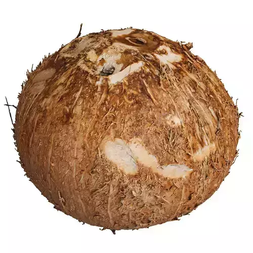 Coconut Fruit 03 3D model