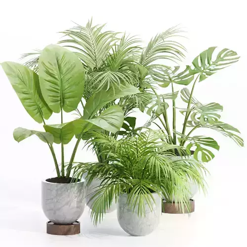 Indoor Plants Collection vol 221 3D model