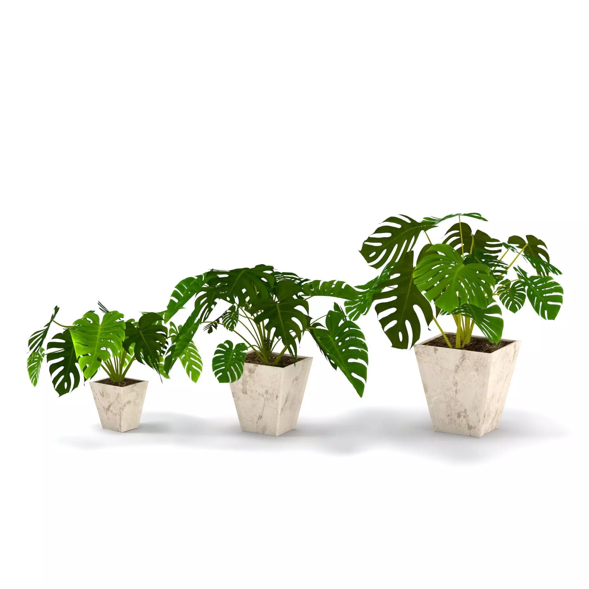 3D plant set Monstera deliciosa or the Swiss cheese plant 3D model_0