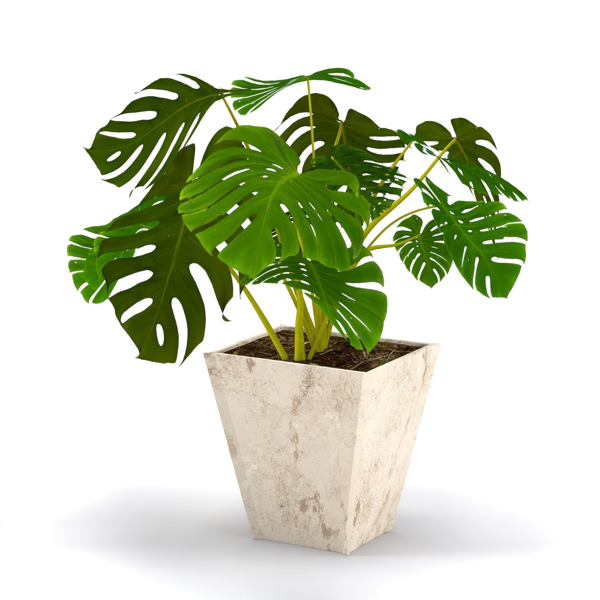3D plant set Monstera deliciosa or the Swiss cheese plant 3D model_4