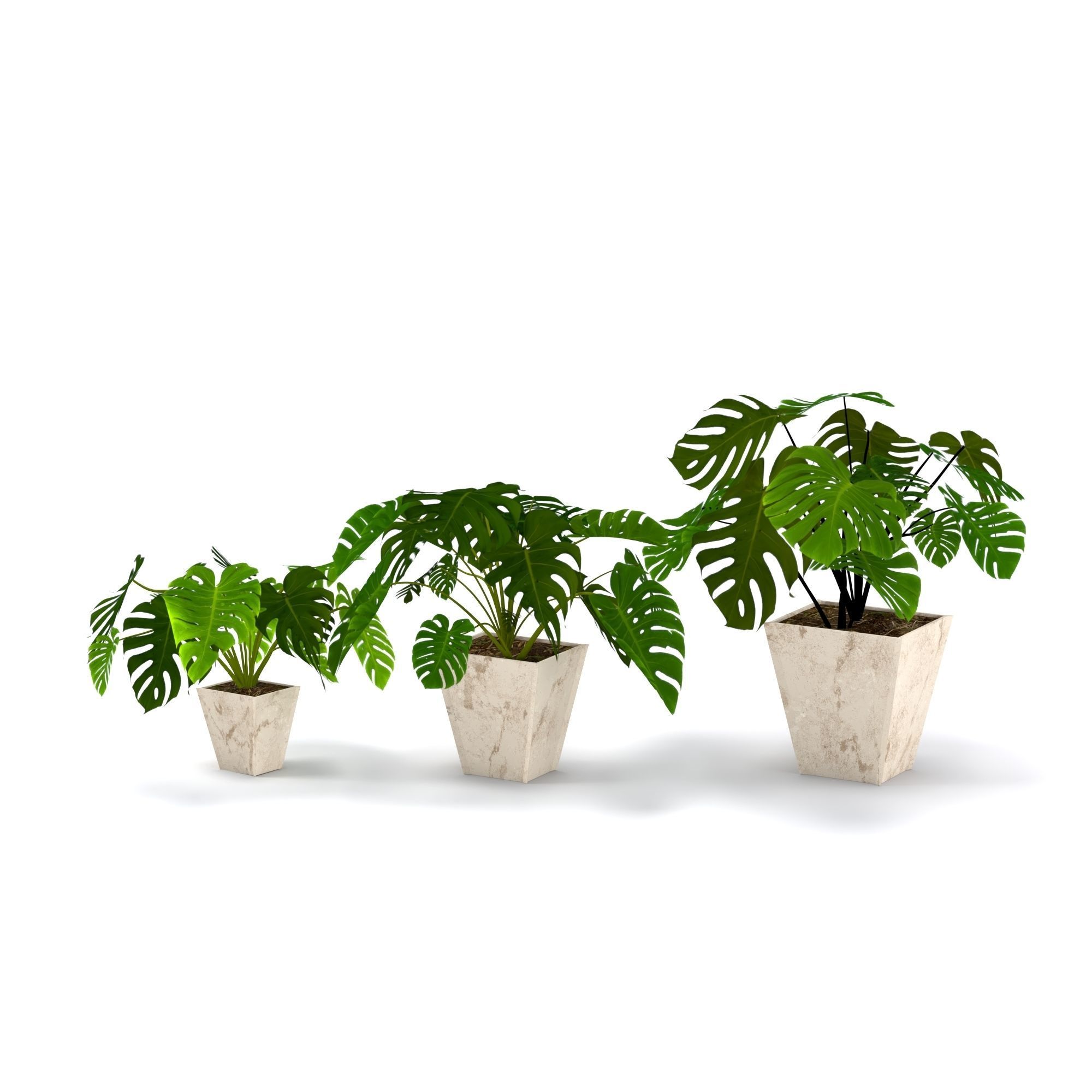 3D plant set Monstera deliciosa or the Swiss cheese plant 3D model_1