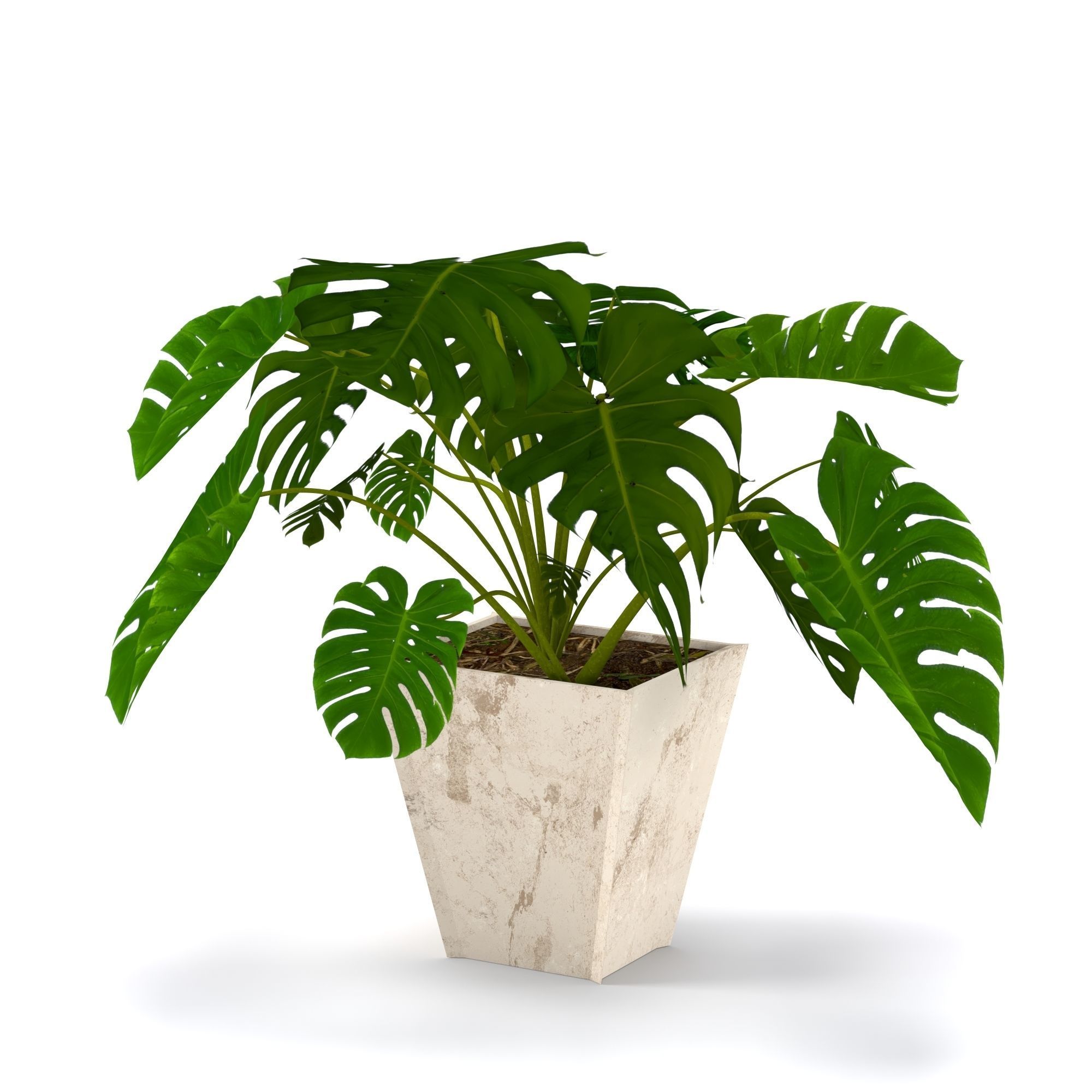 3D plant set Monstera deliciosa or the Swiss cheese plant 3D model_2