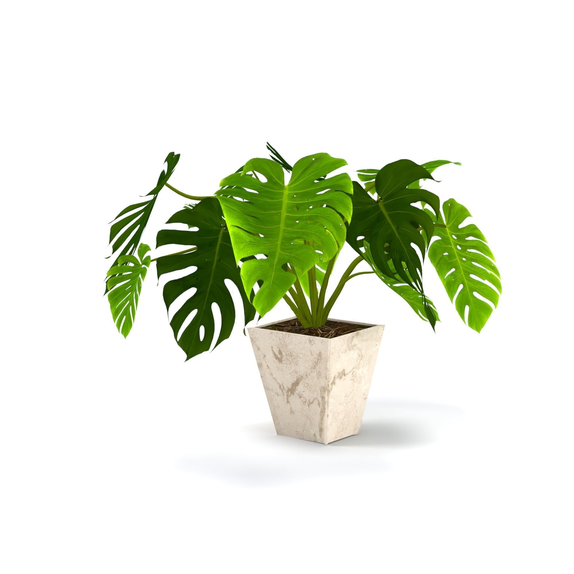 3D plant set Monstera deliciosa or the Swiss cheese plant 3D model_3