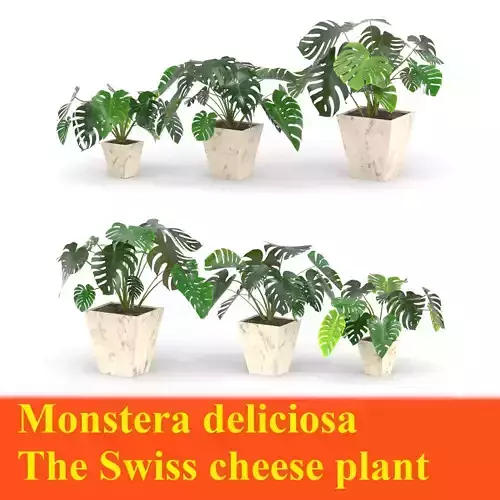 3D plant set Monstera deliciosa or the Swiss cheese plant 3D model