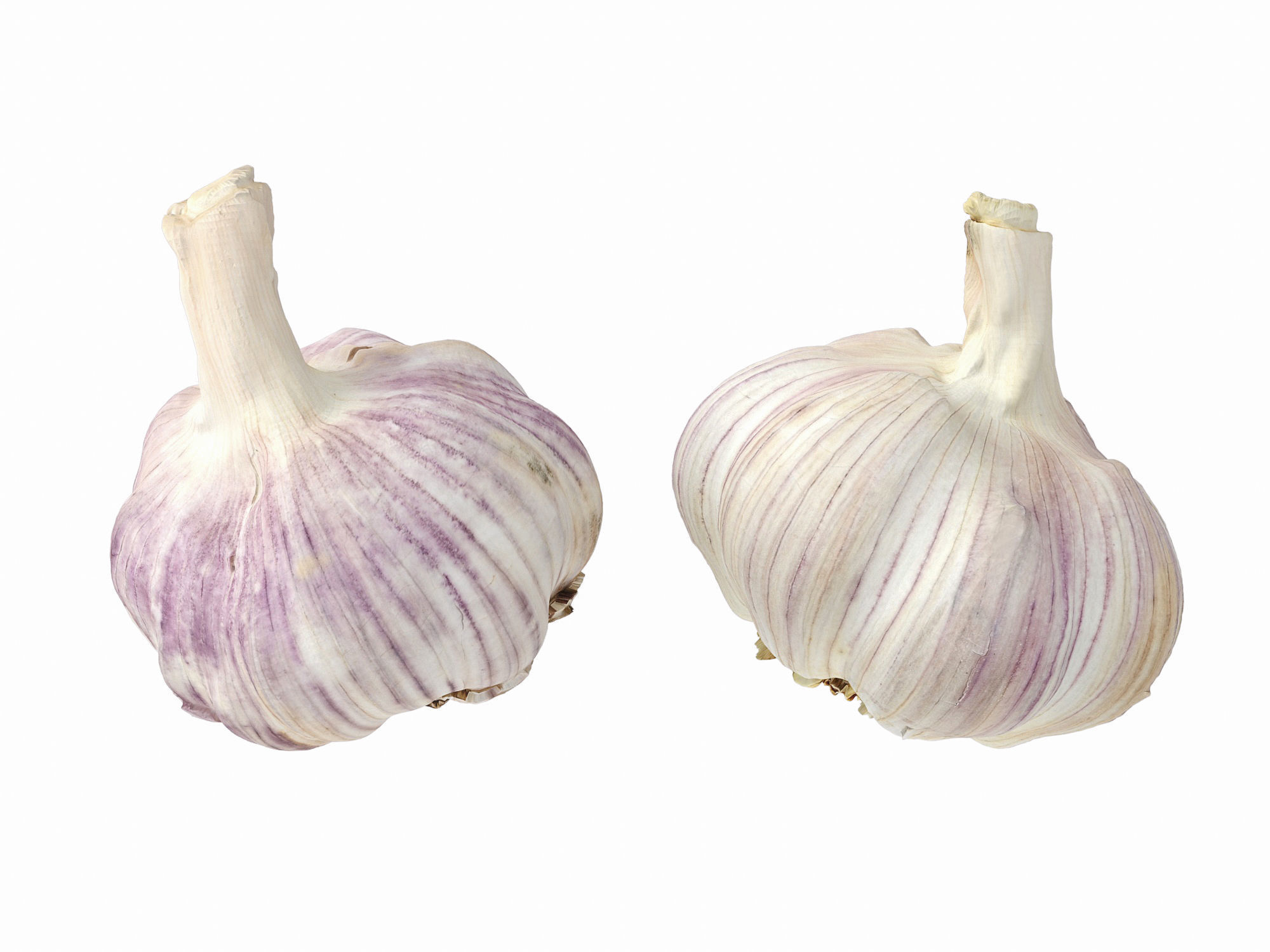 Garlic  3D model_8