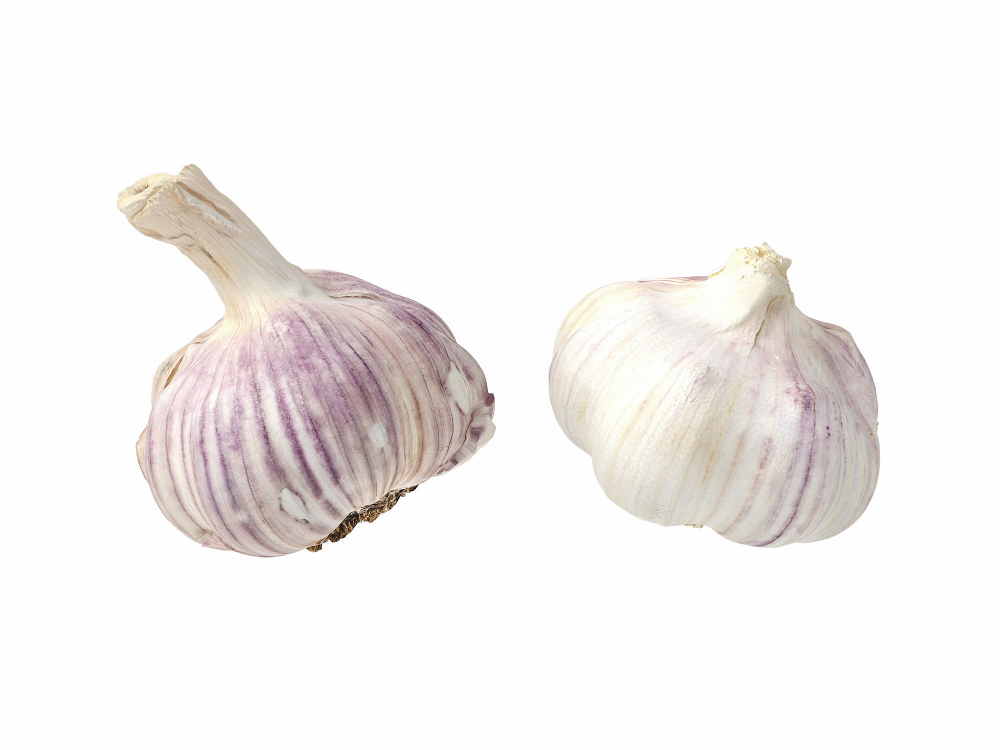 Garlic  3D model_9