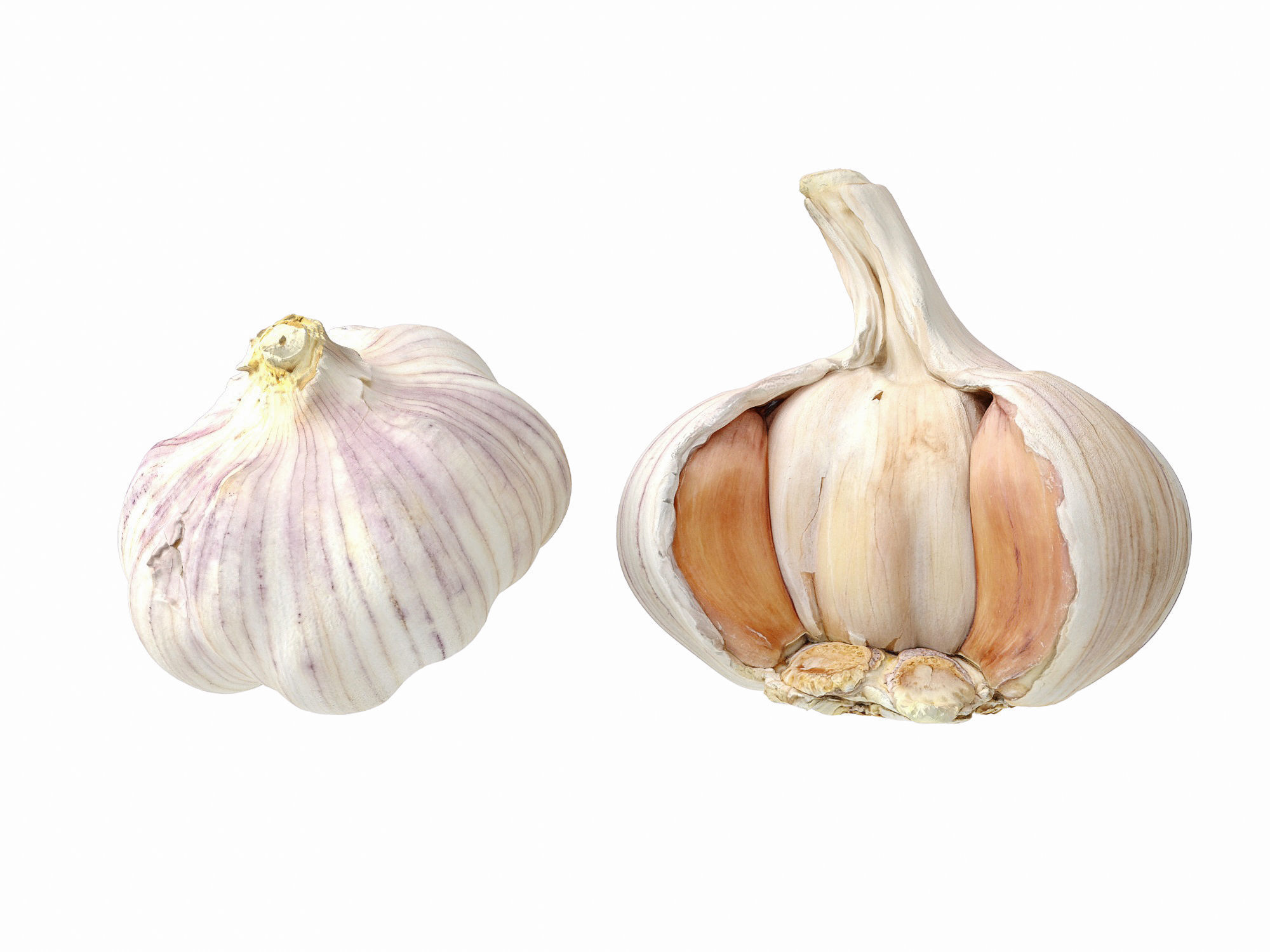 Garlic  3D model_7