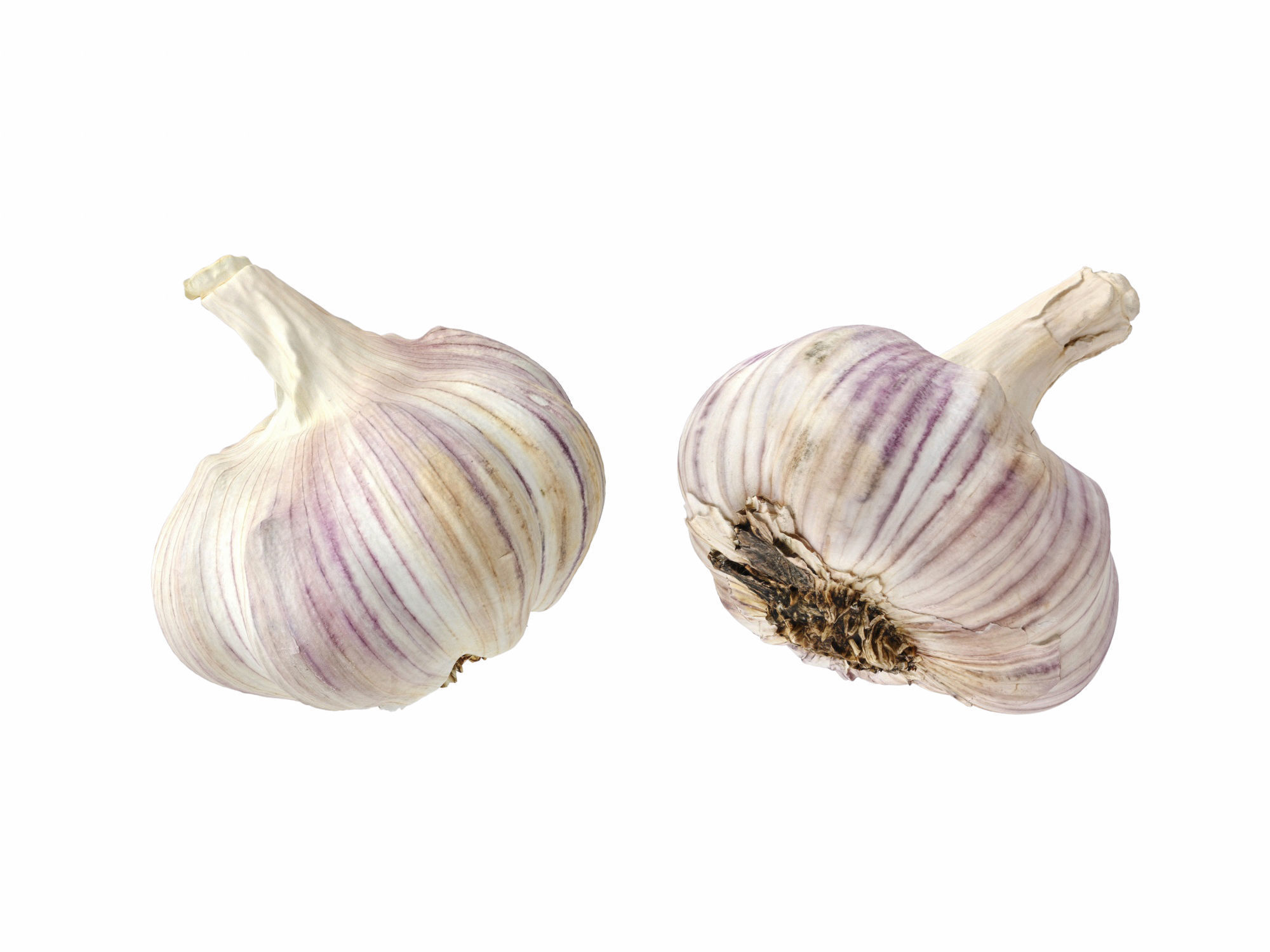 Garlic  3D model_10
