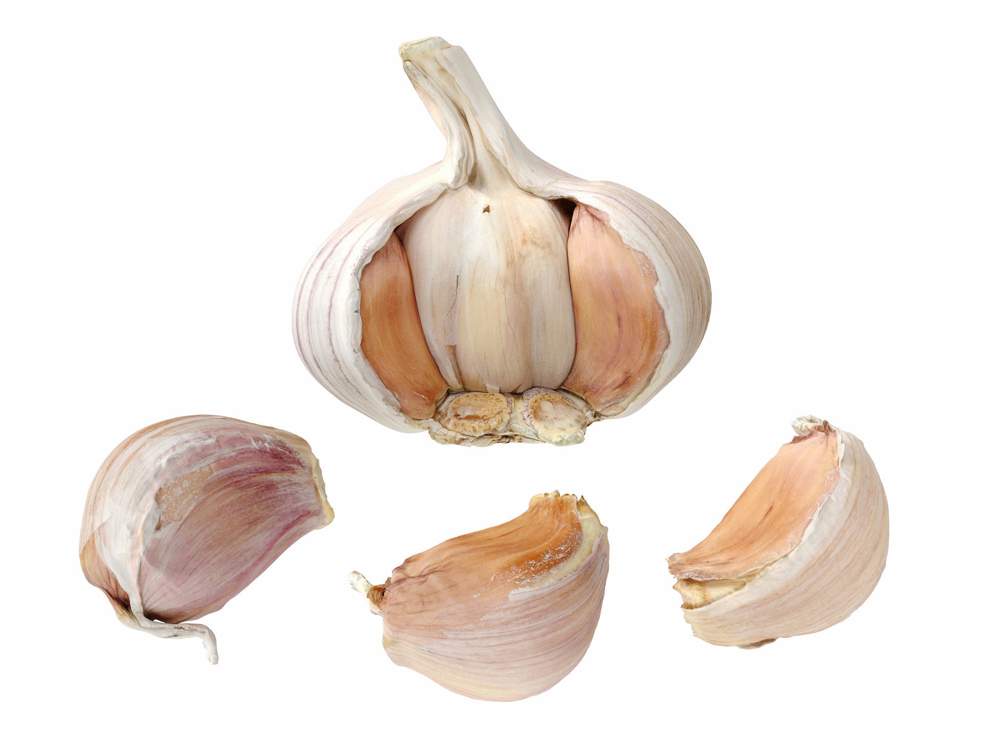 Garlic  3D model_6