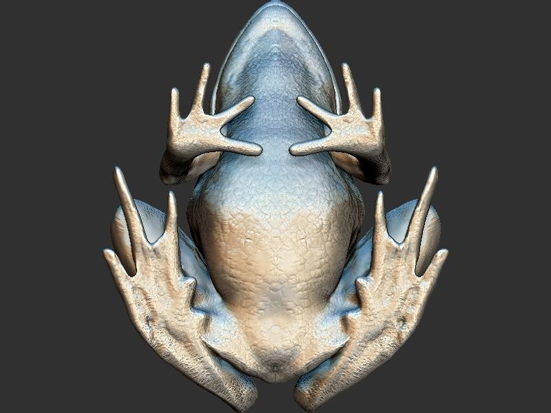 Frog model 3D print model_10