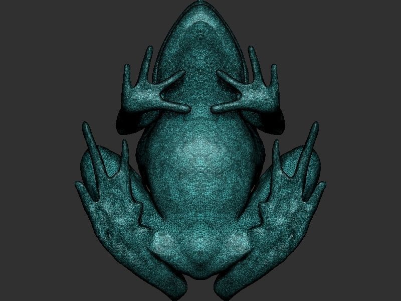Frog model 3D print model_18