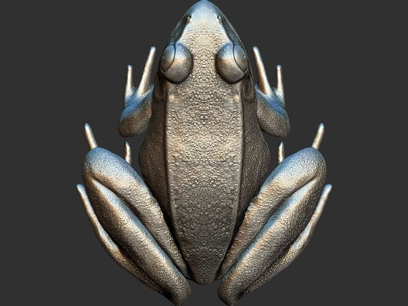 Frog model 3D print model_8