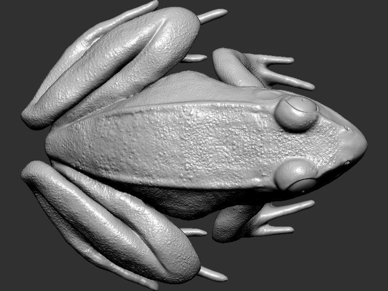 Frog model 3D print model_13