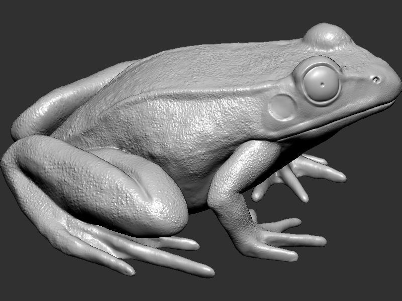 Frog model 3D print model_12