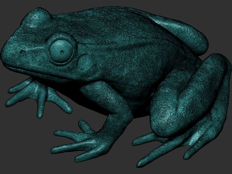 Frog model 3D print model_16