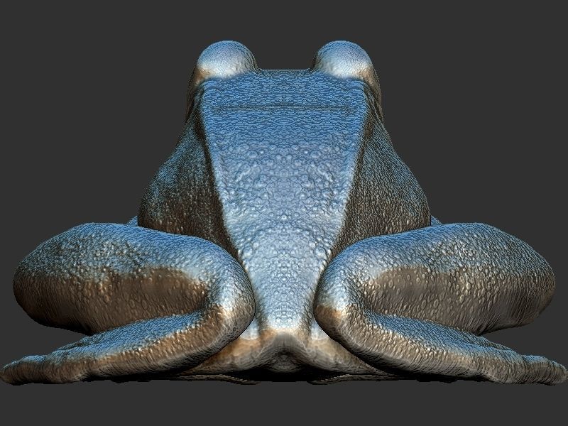 Frog model 3D print model_7