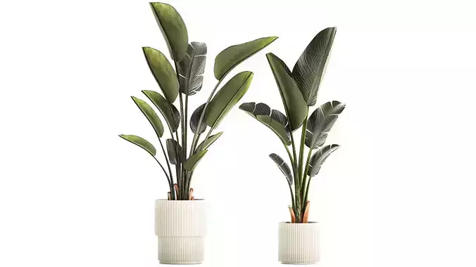 Beautiful Strelitzia and Ravenala plant in a flower pot 1329