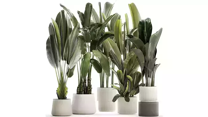 Set beautiful plant Strelitzia and Ravenala in a flower pot 1330 3D model