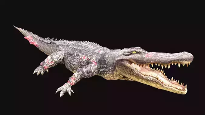Low Poly Alligator 3D Animal - Ready for Games -22 Animations