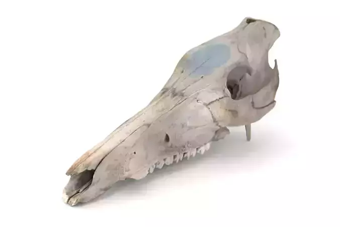 Boar Skull
