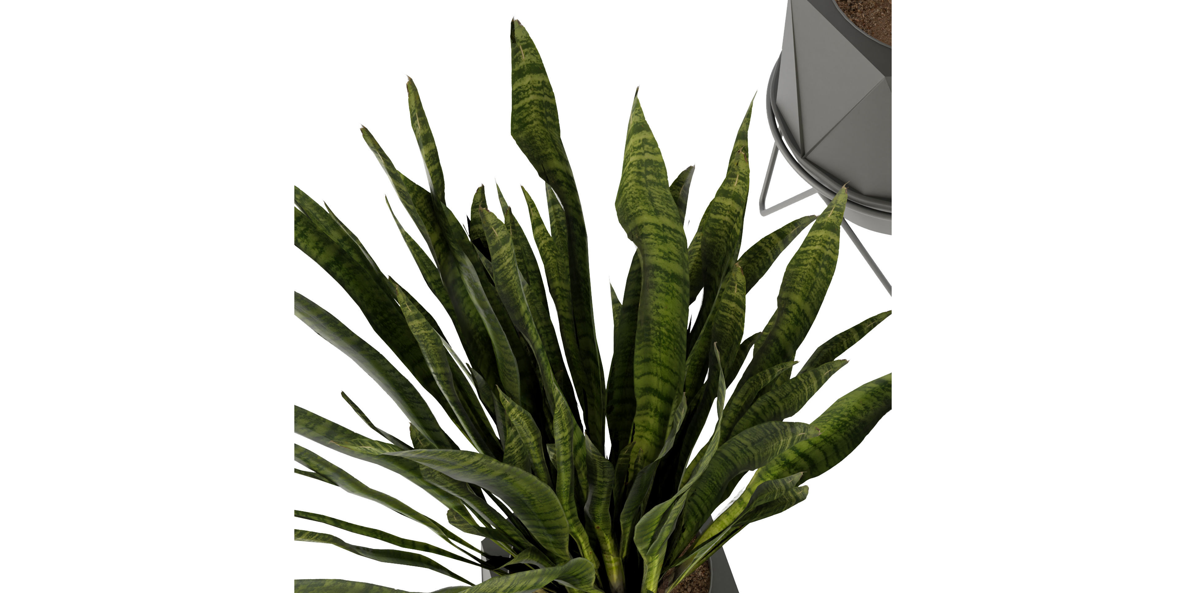 Collection plant vol 229 - blender model  3D model_5