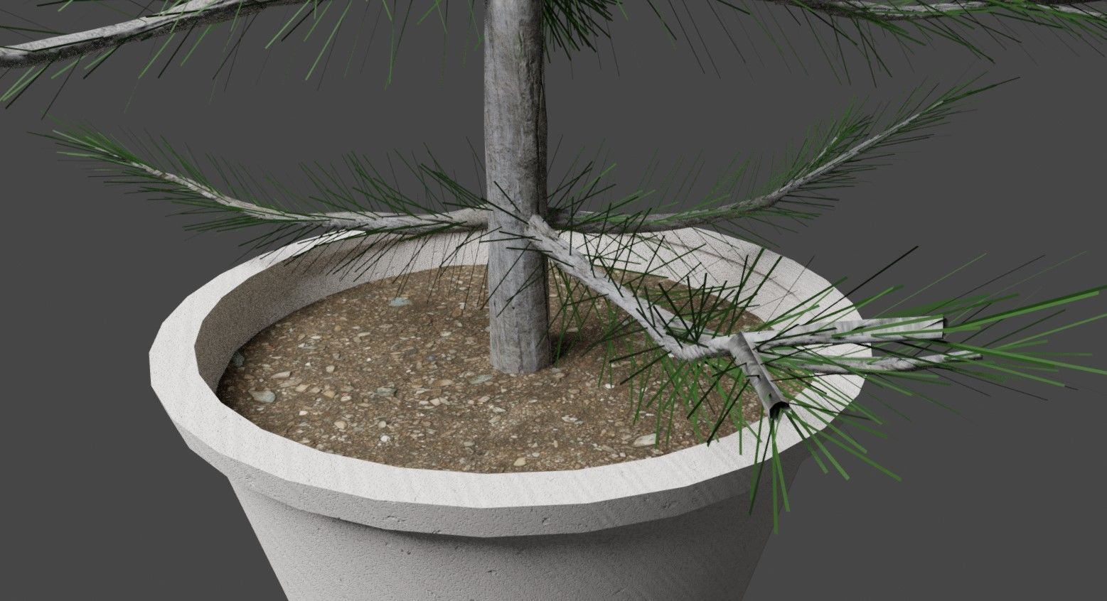 2 Trees in a Pot Free low-poly 3D model_6