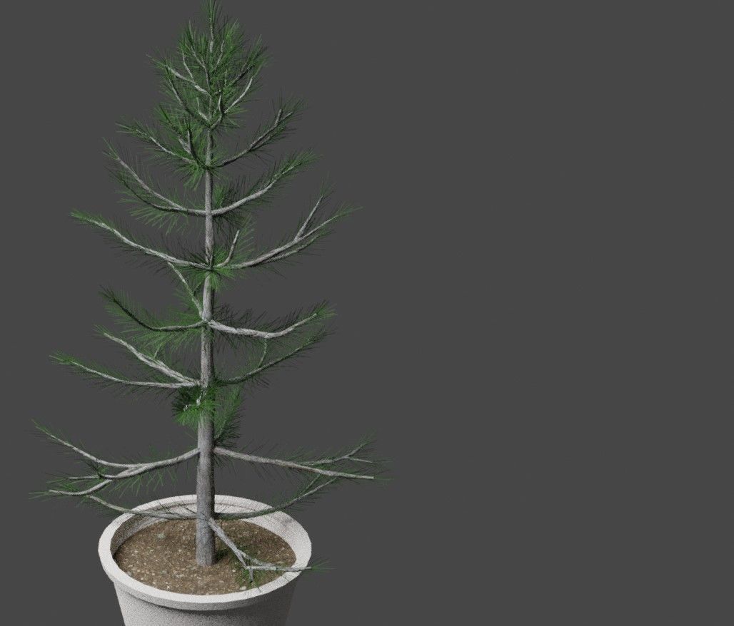 2 Trees in a Pot Free low-poly 3D model_4