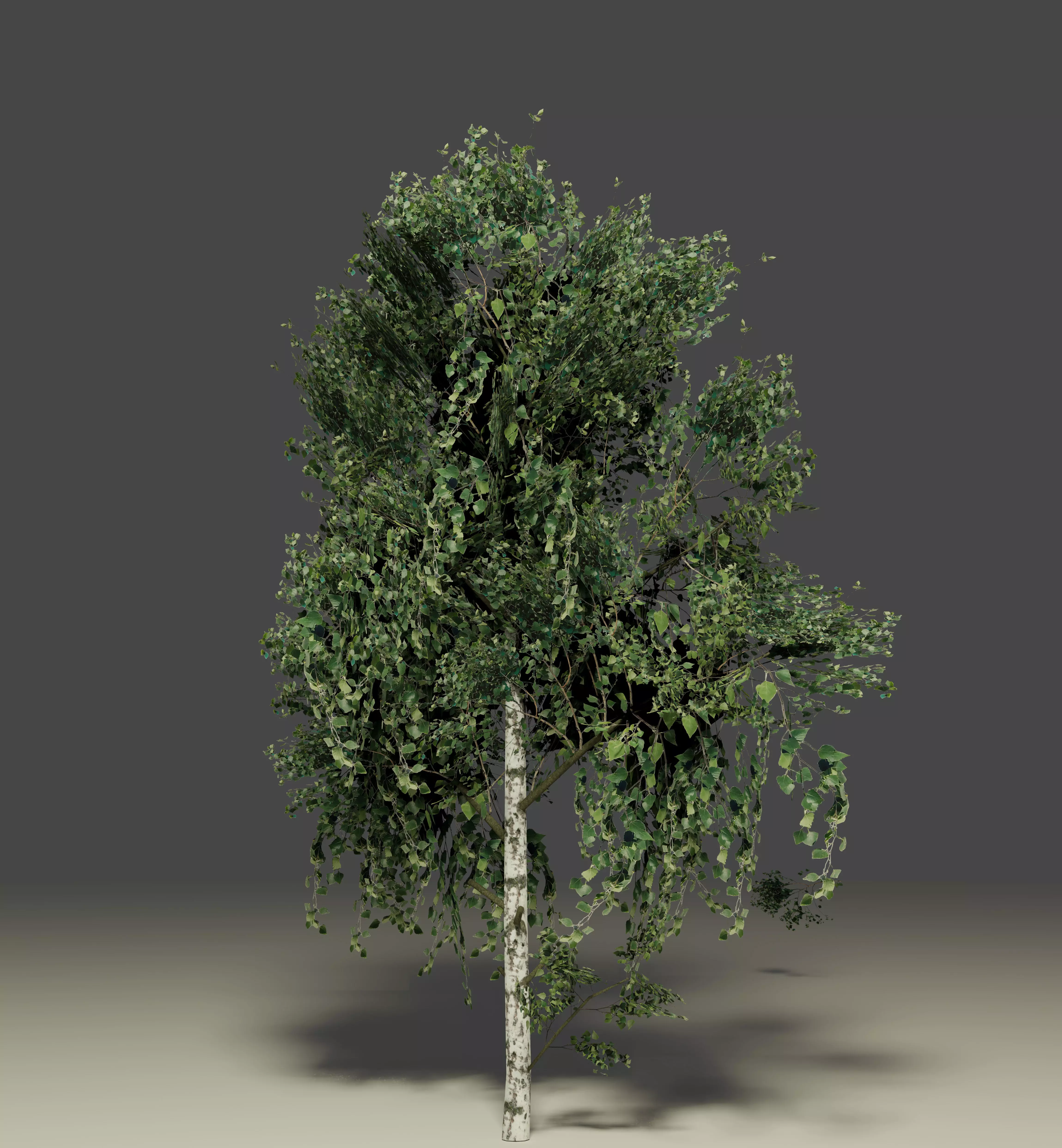 Birch with photobased textures for games Low-poly 3D model_0