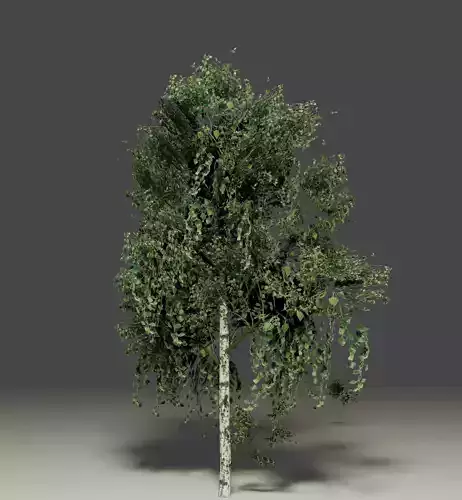 Birch with photobased textures for games