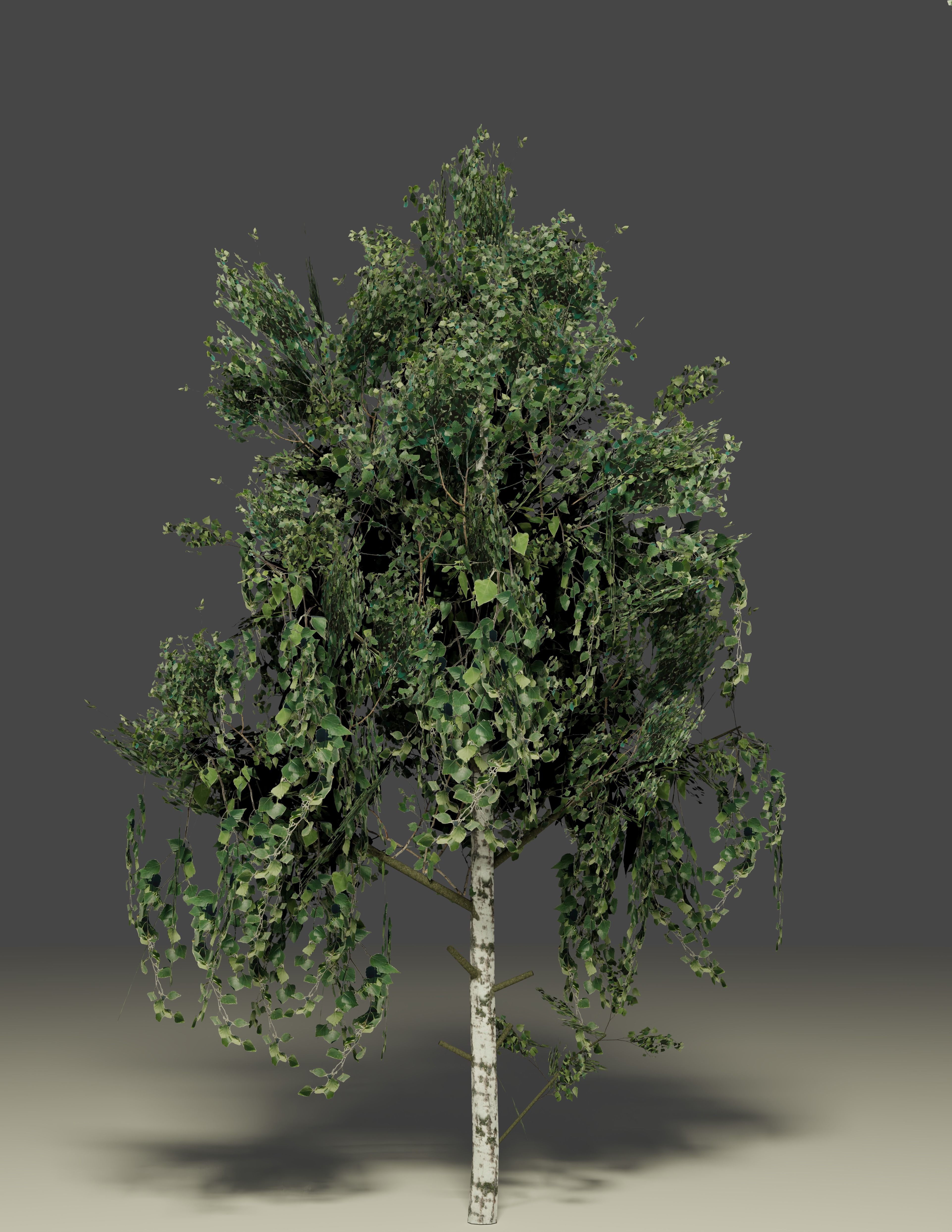 Birch with photobased textures for games Low-poly 3D model_1
