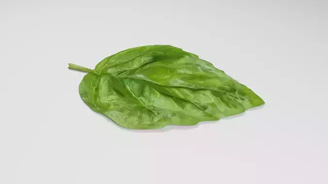 Basil Leaf 3D model