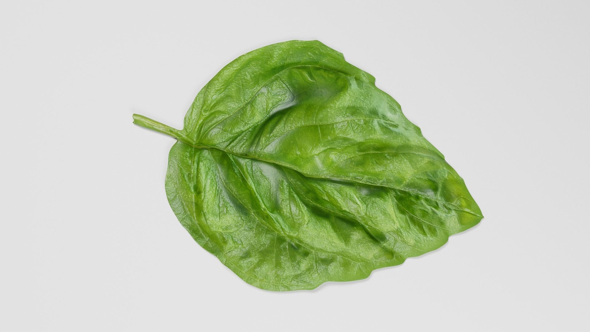 Basil Leaf 3D model_1