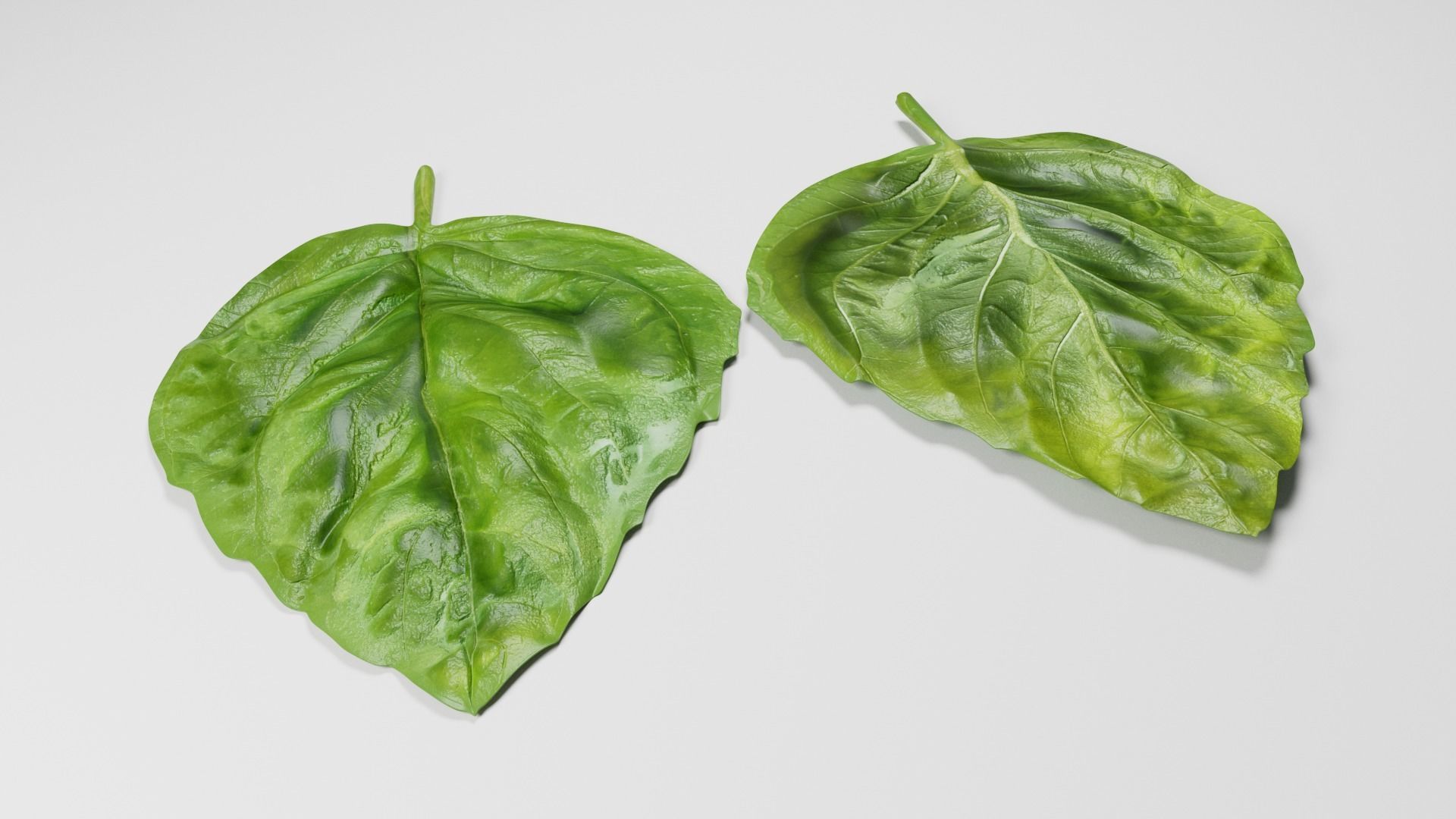 Basil Leaf 3D model_3