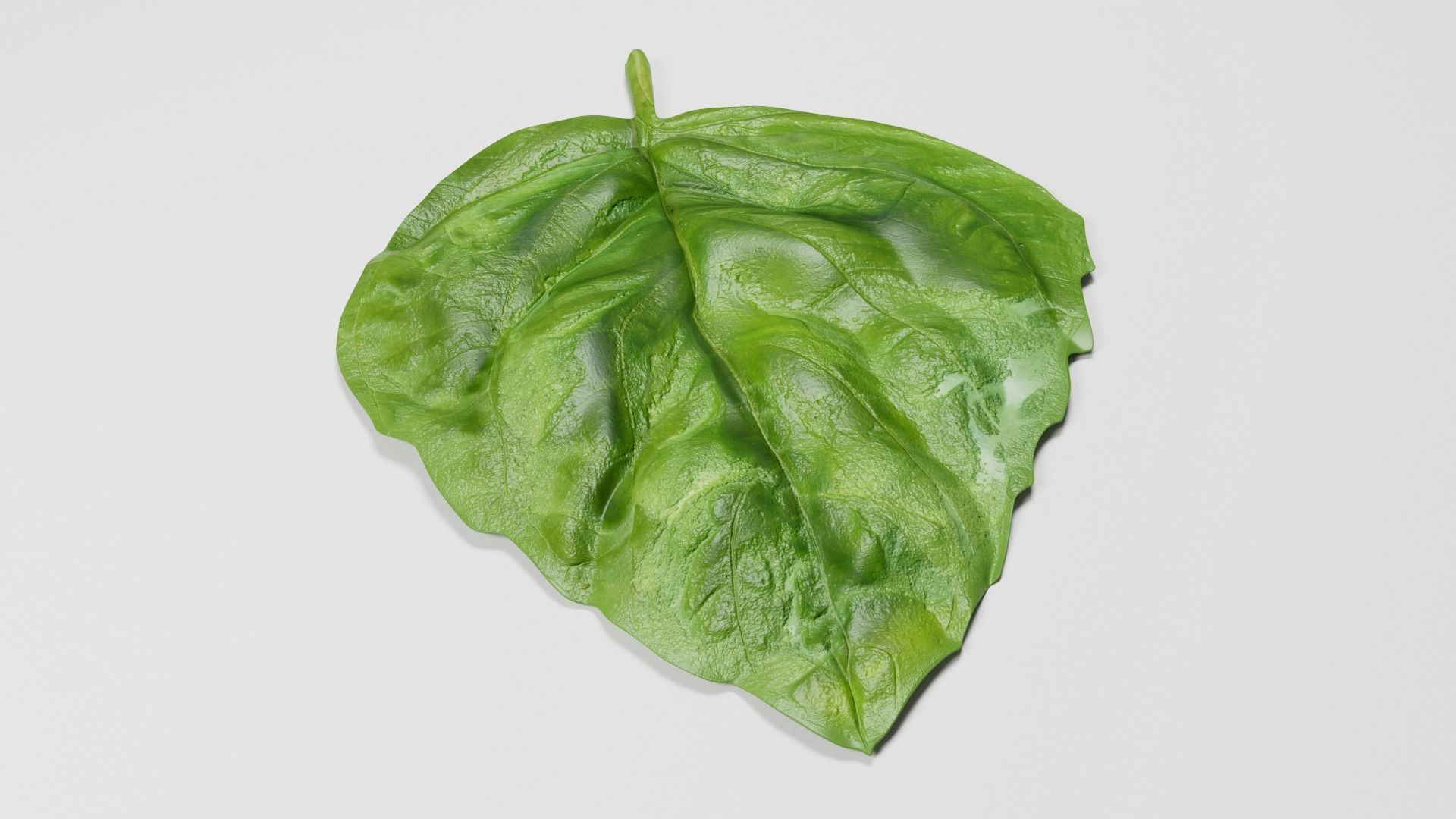 Basil Leaf 3D model_2