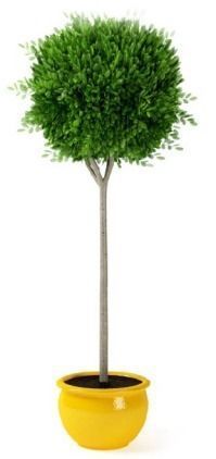 3d plants items 3D model_3