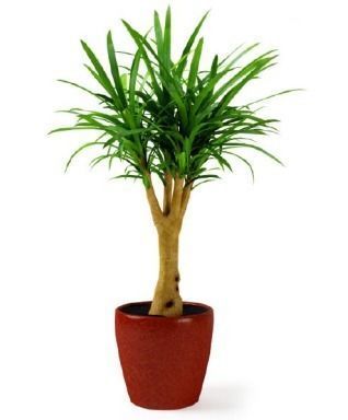 3d plants items 3D model_1