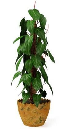 3d plants items 3D model_2