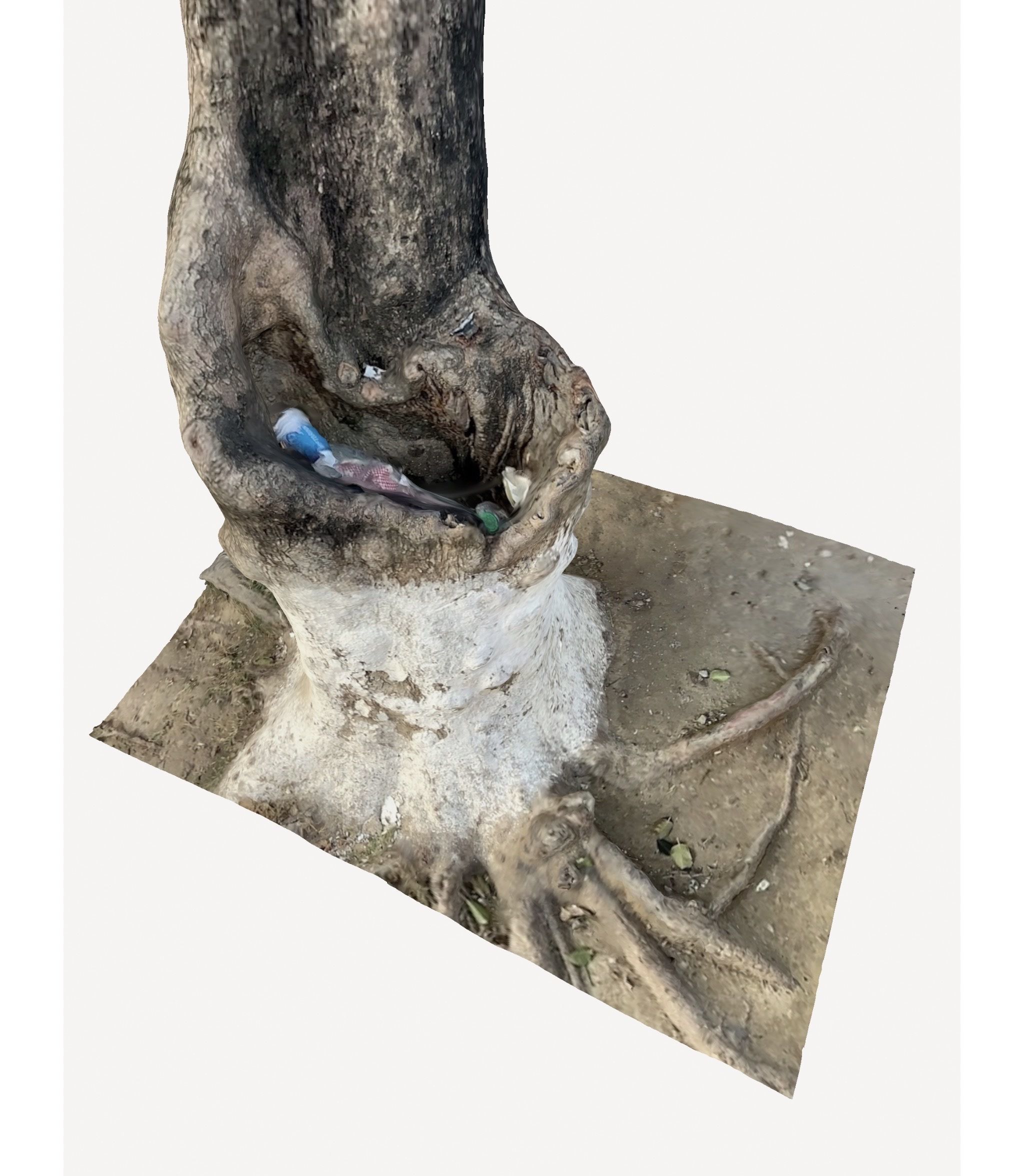 3D Tree Trunk 3D model_2