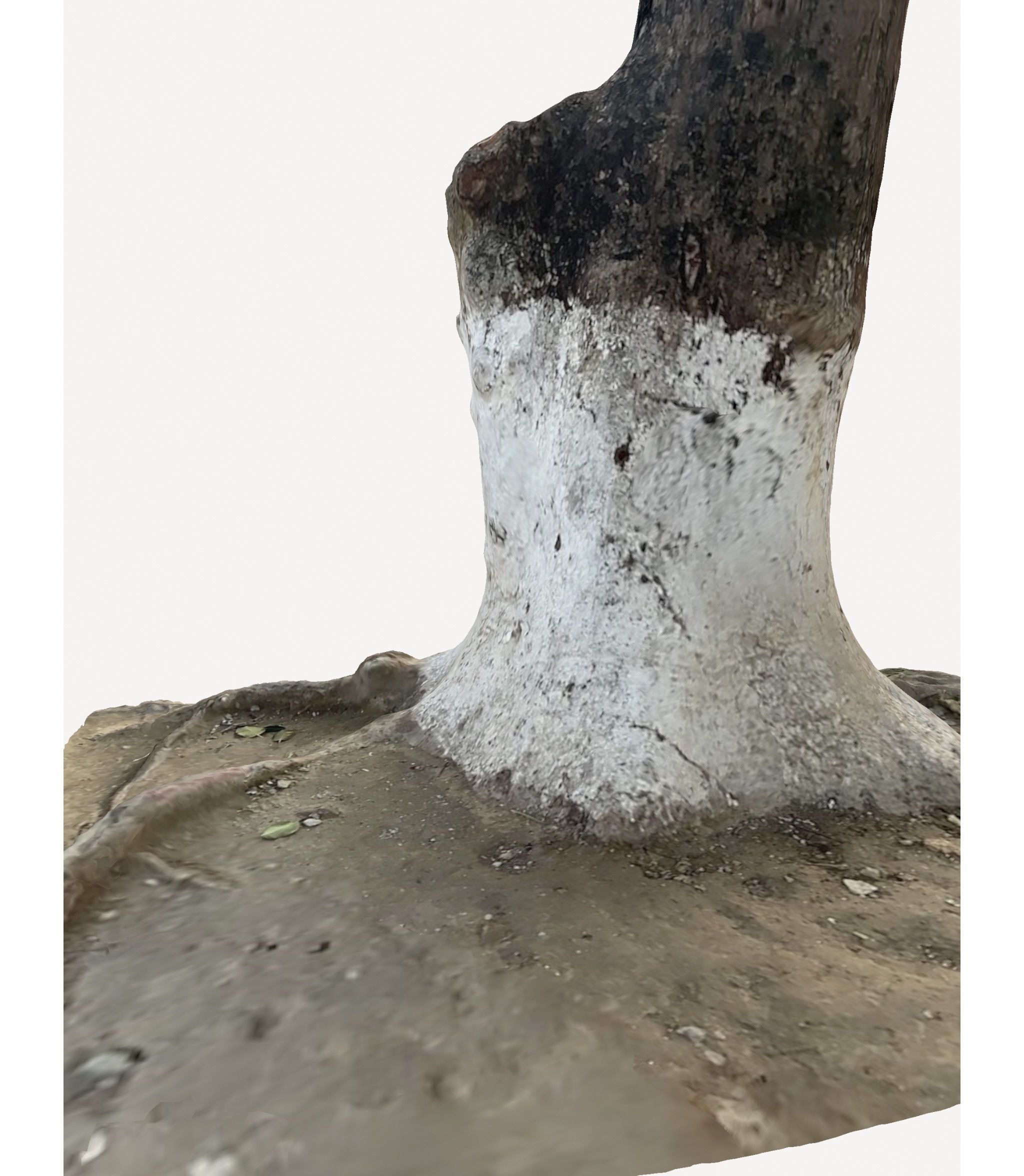 3D Tree Trunk 3D model_8