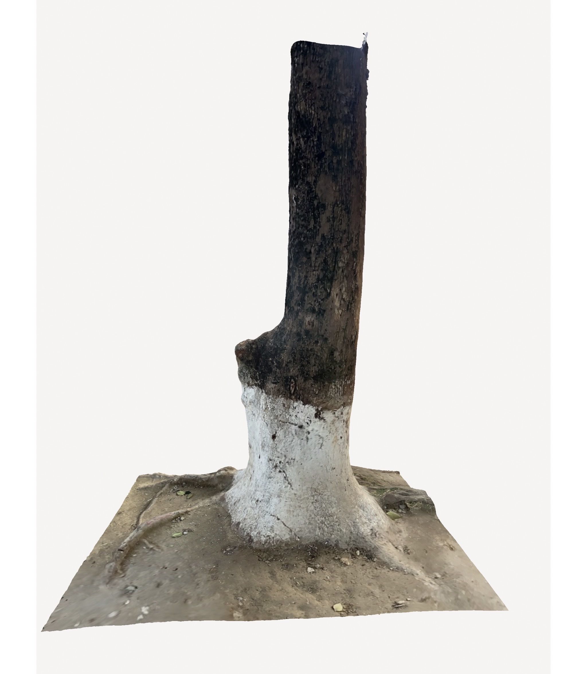 3D Tree Trunk 3D model_4