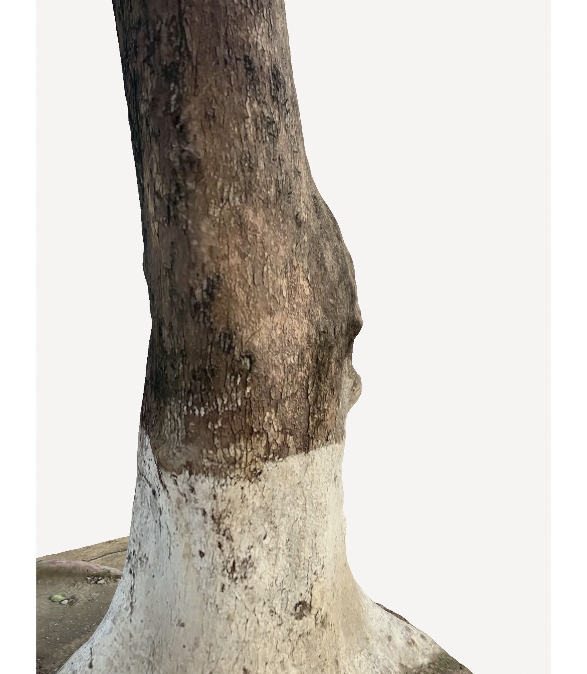 3D Tree Trunk 3D model_6