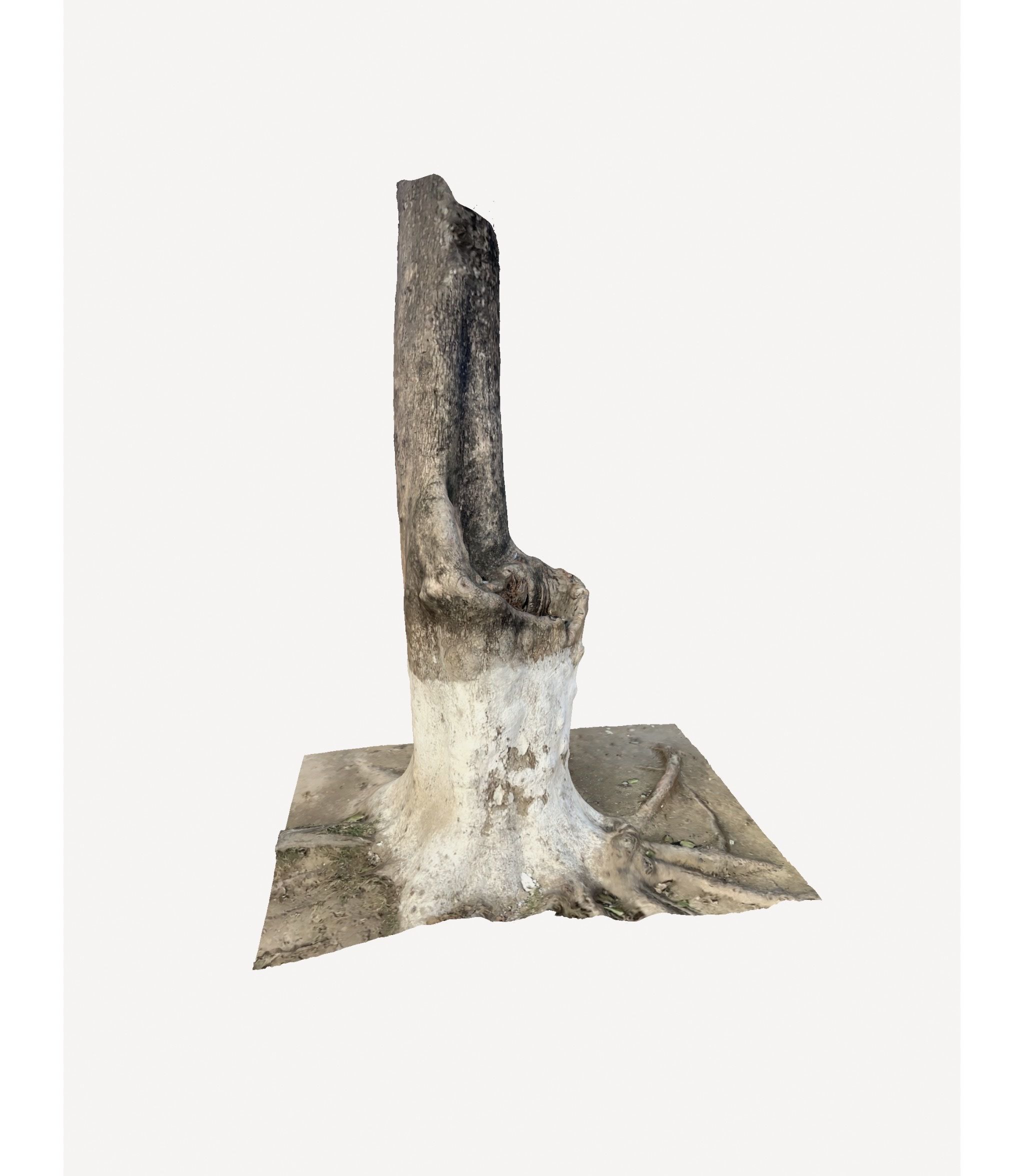 3D Tree Trunk 3D model_1