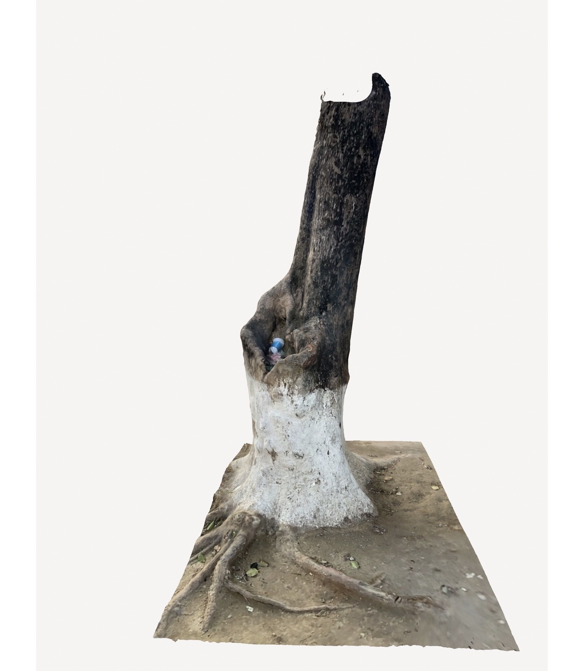 3D Tree Trunk 3D model_3