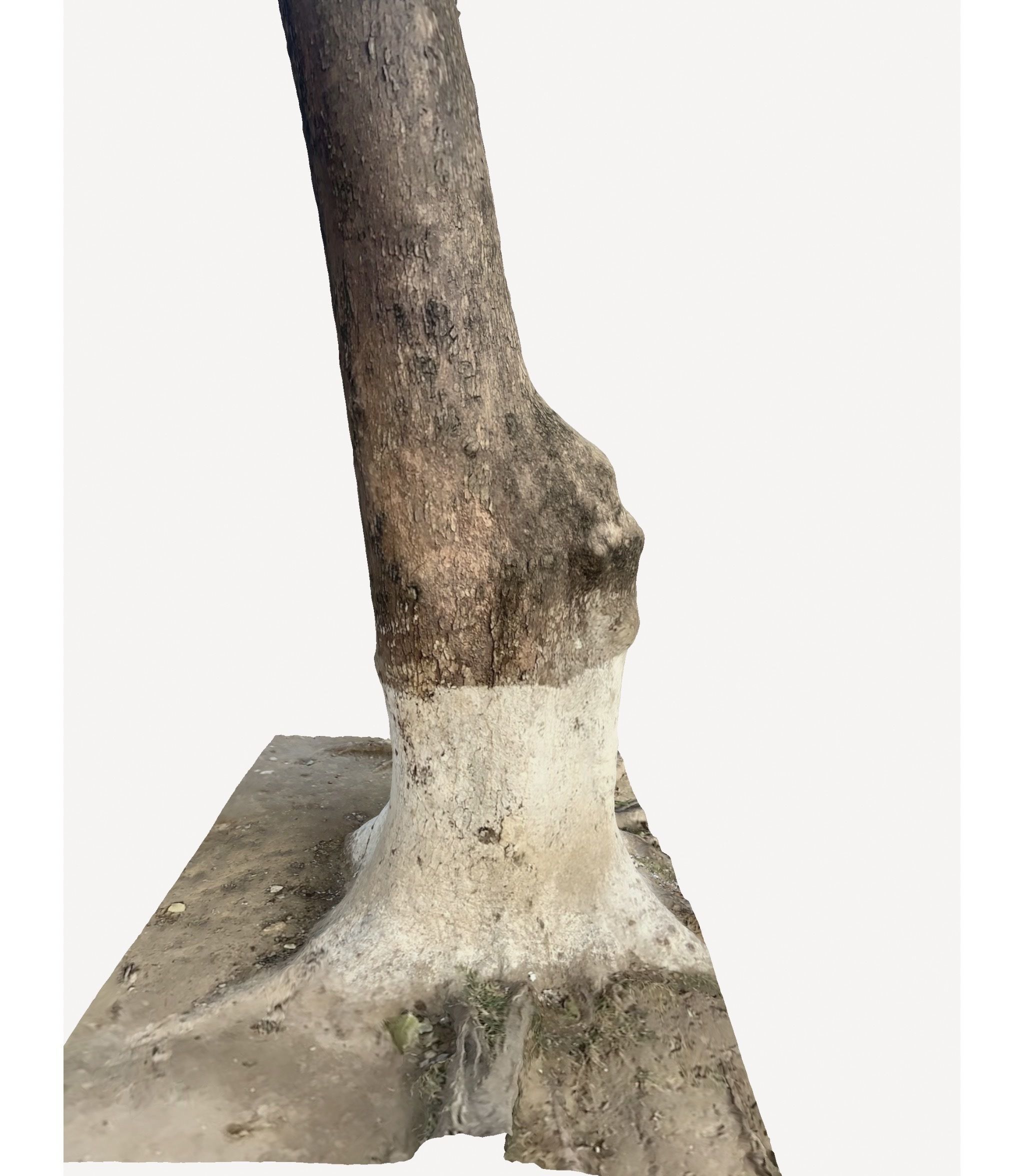 3D Tree Trunk 3D model_5