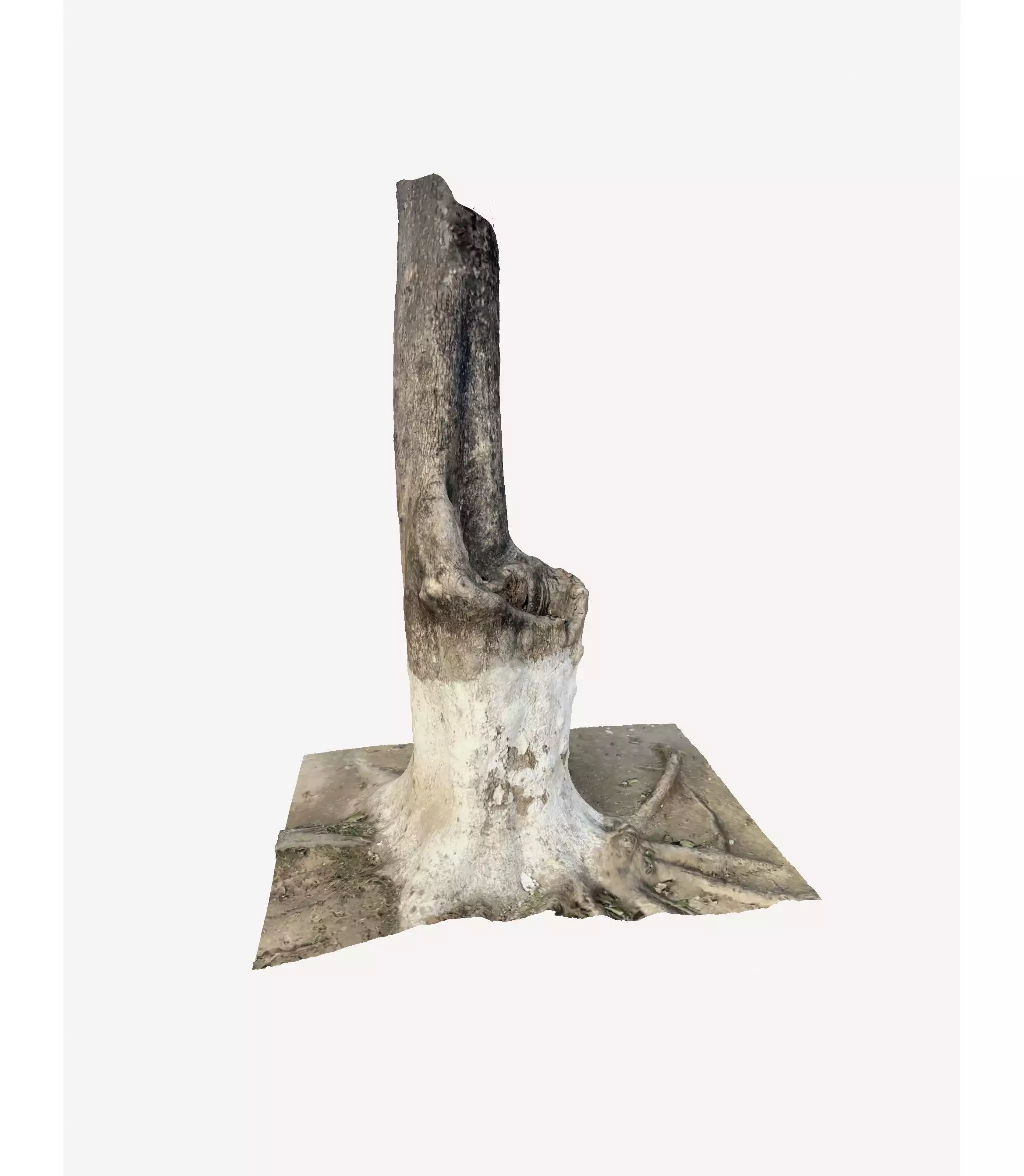 3D Tree Trunk 3D model_0