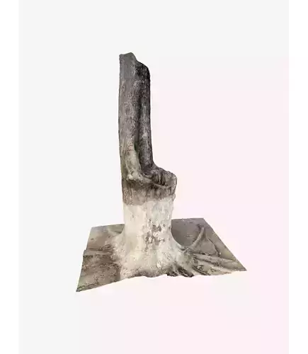 3D Tree Trunk 3D model