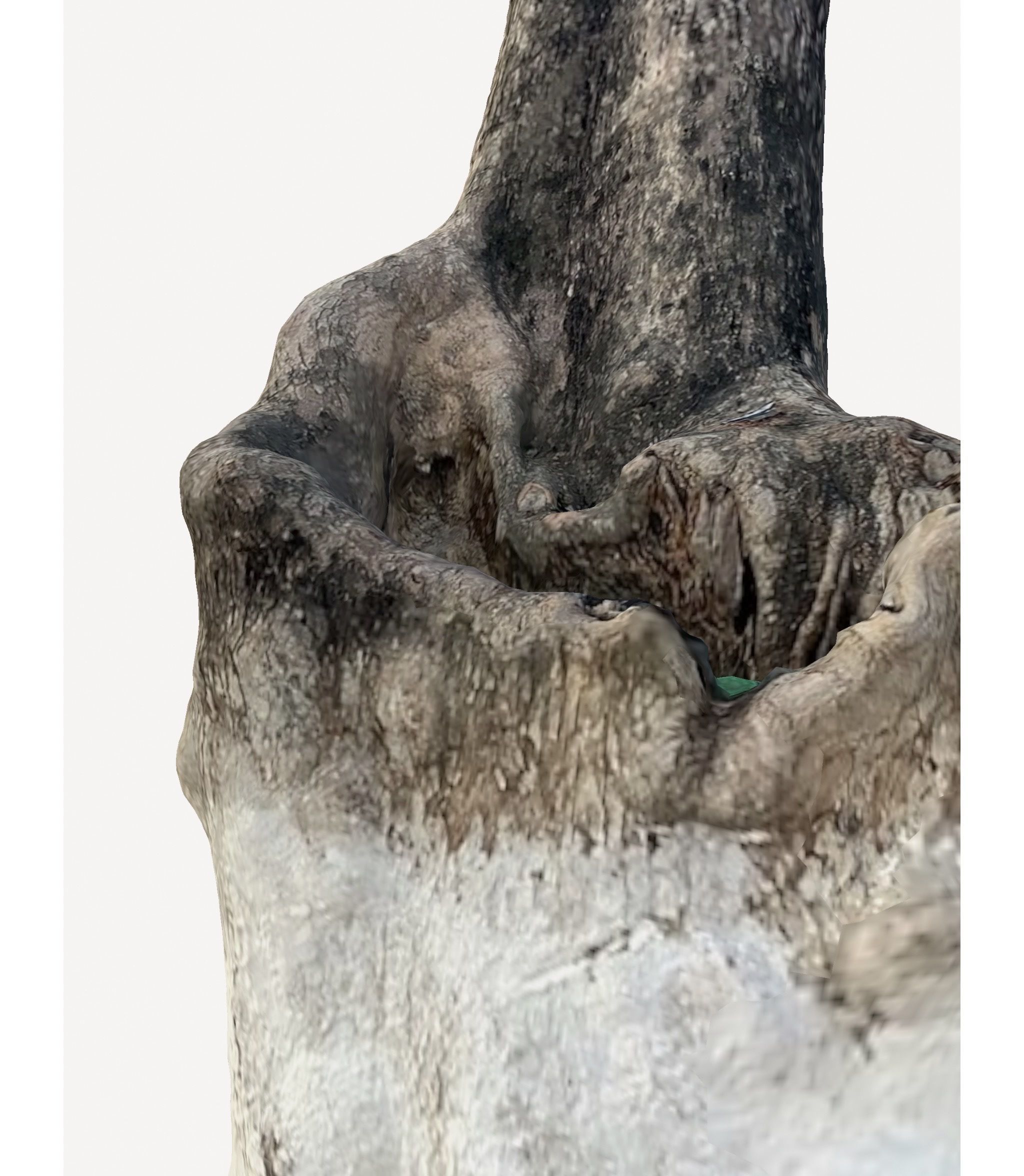 3D Tree Trunk 3D model_7