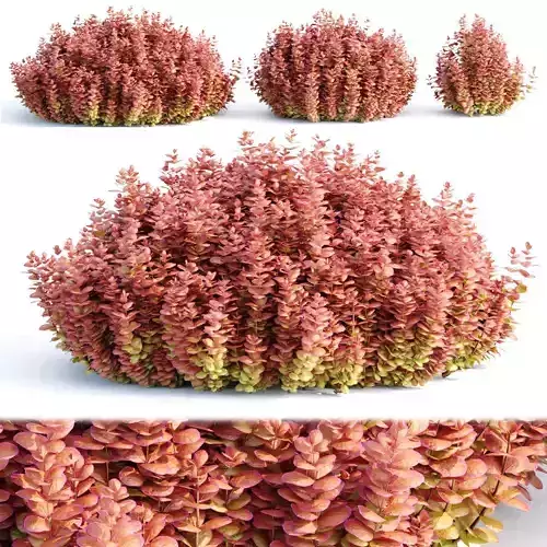 Ottawa barberry bushes collection vol 122 3D model