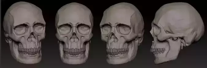 Skull 3D print model